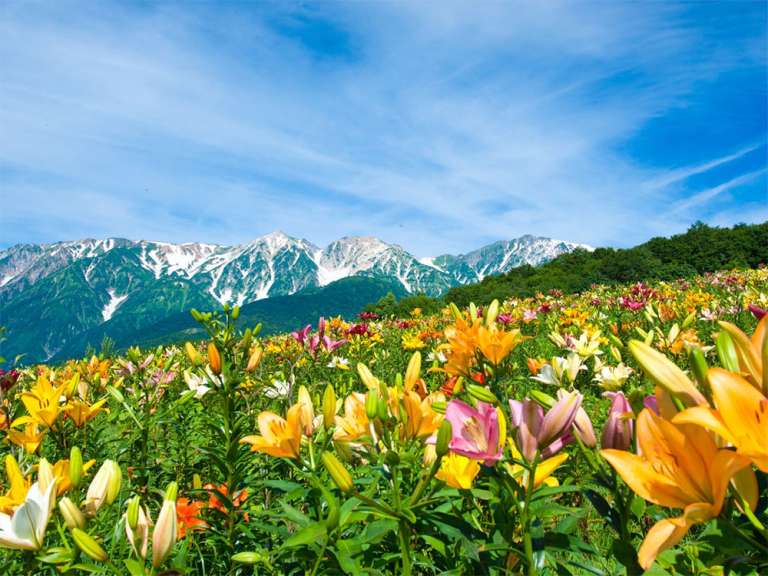 Flower Viewing in Hakuba
