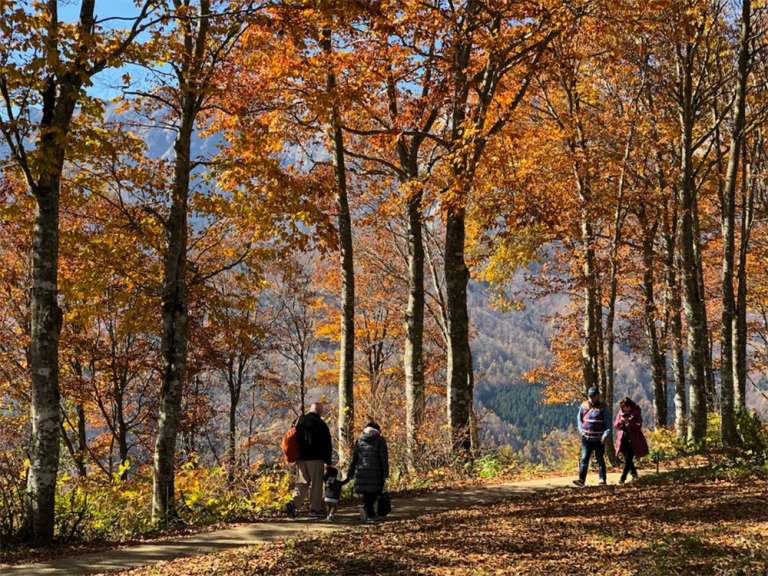 Forest Walks in Hakuba