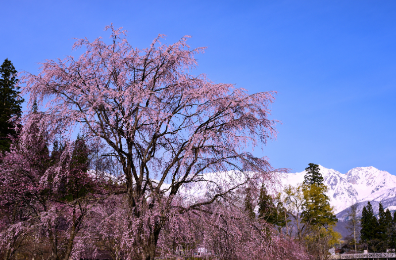 Hakuba Cherry Blossoms - Feature Image