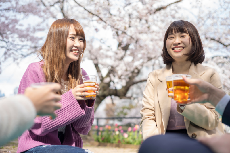 Hakuba Cherry Blossoms - Hanami