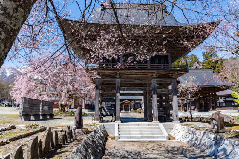 Hakuba Cherry Blossoms - Hase-Ji