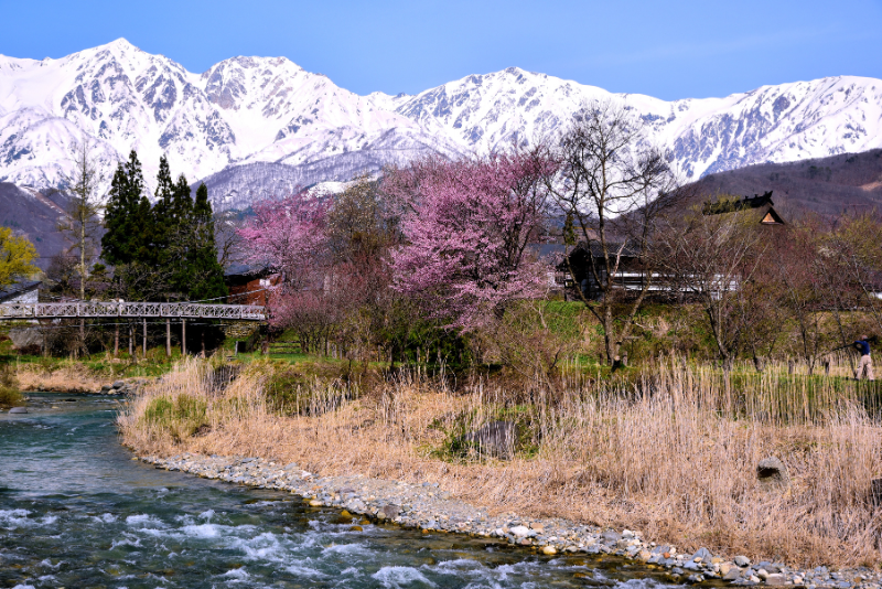 Hakuba Cherry Blossoms - Oide Park