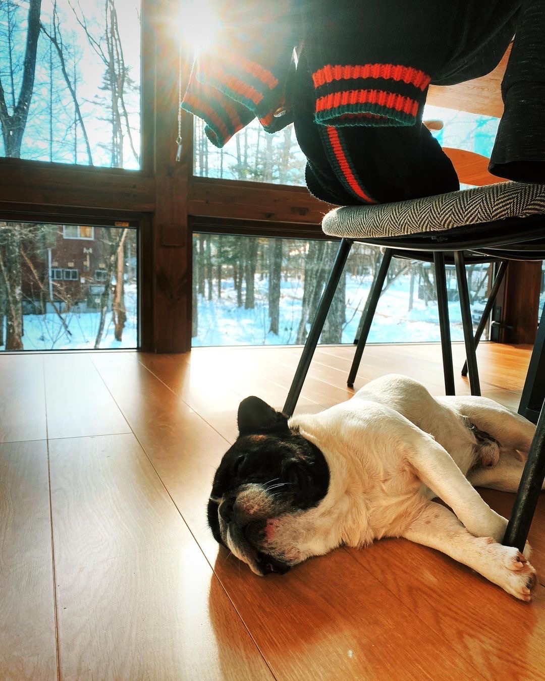 Dog resting on a chalet floor beside snowy forest views in Hakuba