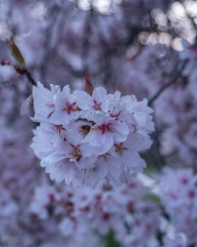 Hakuba Spring Skiing - Cherry Blossoms